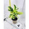 CALATHEA YELLOW FUSION