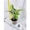 CALATHEA YELLOW FUSION
