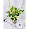 CALATHEA YELLOW FUSION