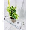 CALATHEA YELLOW FUSION