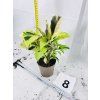 CALATHEA YELLOW FUSION
