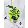 CALATHEA YELLOW FUSION