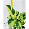 CALATHEA YELLOW FUSION