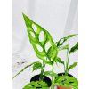 MONSTERA OBLIQUA PERU