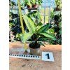 CALATHEA BEAUTYSTAR