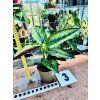 CALATHEA BEAUTYSTAR