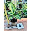 CALATHEA BEAUTYSTAR