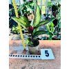 CALATHEA BEAUTYSTAR