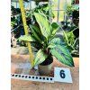 CALATHEA BEAUTYSTAR