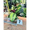 CALATHEA BEAUTYSTAR