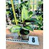 CALATHEA BEAUTYSTAR