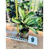 CALATHEA BEAUTYSTAR