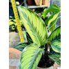 CALATHEA BEAUTYSTAR