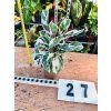 CALATHEA WHITE FUSION
