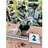 CALATHEA WHITE FUSION