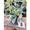 CALATHEA WHITE FUSION