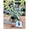 CALATHEA WHITE FUSION