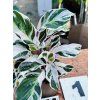 CALATHEA WHITE FUSION