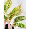 AGLAONEMA PRESTIGE