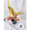 AGLAONEMA ROMANCE RED