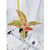 AGLAONEMA ROMANCE RED