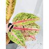 AGLAONEMA ROMANCE RED