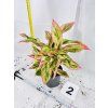 AGLAONEMA JUNGLE NECTARINE