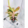 AGLAONEMA JUNGLE NECTARINE