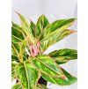 AGLAONEMA JUNGLE NECTARINE
