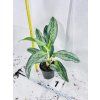 AGLAONEMA EMERALD STONE