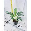 AGLAONEMA EMERALD STONE