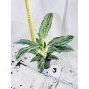 AGLAONEMA EMERALD STONE