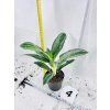 AGLAONEMA EMERALD STONE
