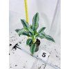 AGLAONEMA EMERALD STONE