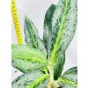 AGLAONEMA EMERALD STONE
