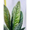 ANTHURIUM SUPERBUM
