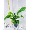PHILODENDRON GENICULATUM "JET STREAK"