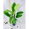 PHILODENDRON GENICULATUM "JET STREAK"