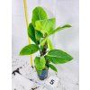 PHILODENDRON GENICULATUM "JET STREAK"