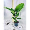PHILODENDRON GENICULATUM "JET STREAK"