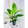 PHILODENDRON GENICULATUM "JET STREAK"