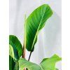 PHILODENDRON GENICULATUM "JET STREAK"