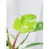 PHILODENDRON FRESH AUREA