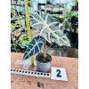 ALOCASIA POLLY