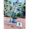 ALOCASIA POLLY