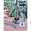 ALOCASIA POLLY