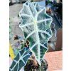 ALOCASIA POLLY