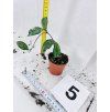 HOYA CRASSIPETIOLATA SPLASH