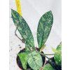 HOYA CRASSIPETIOLATA SPLASH