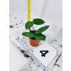 HOYA VANGVIENGIENSIS